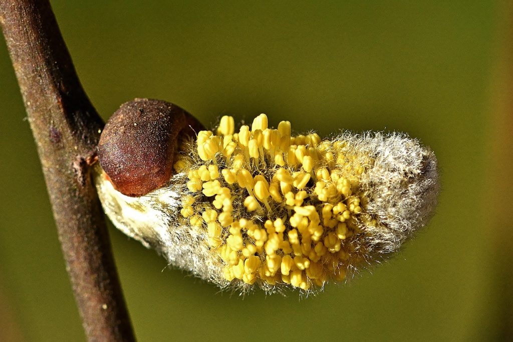 nature, willow catkin, close up, spring awakening, yellow, allergy, haired, pollen